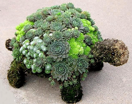 Creating Your Own Topiary "A Succulent Turtle"