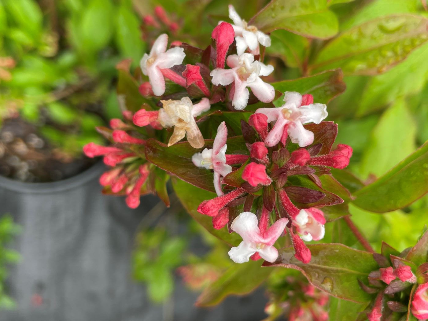 Abelia mosanensis