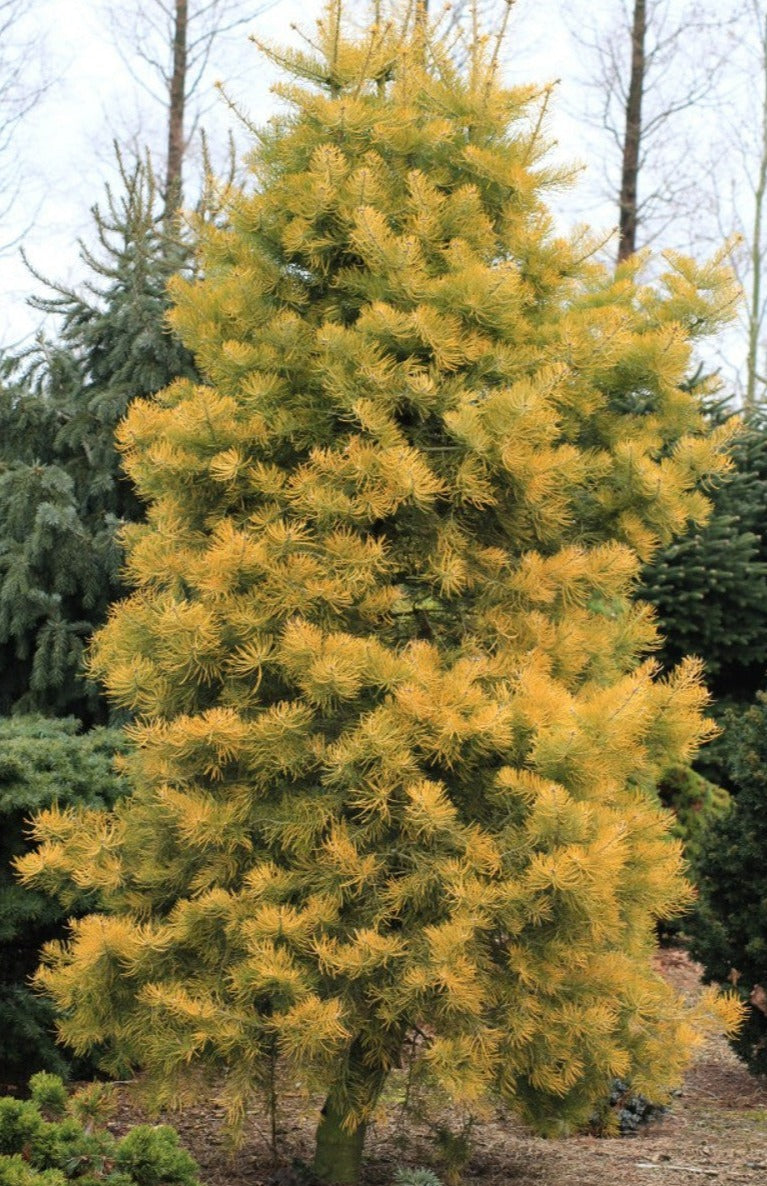 Abies concolor 'Wintergold'