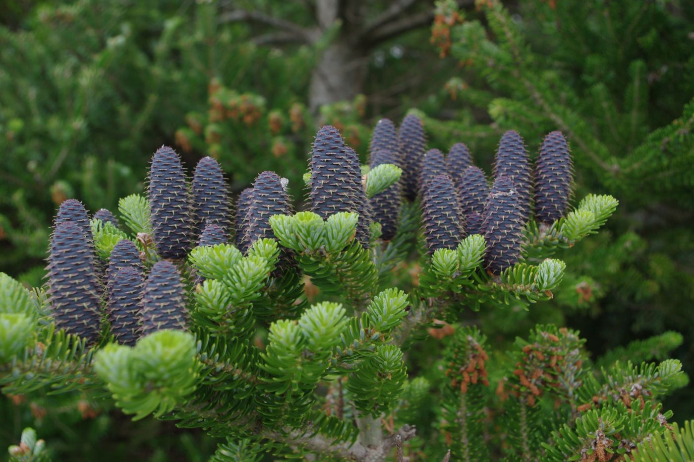 Abies koreana 'Silberlocke'