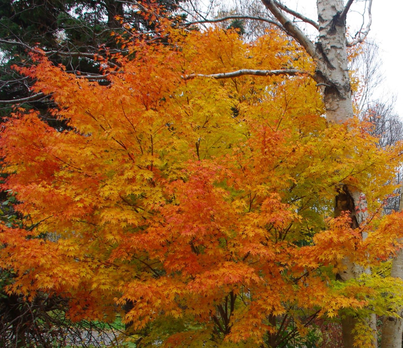 Acer palmatum 'Sango Kaku'