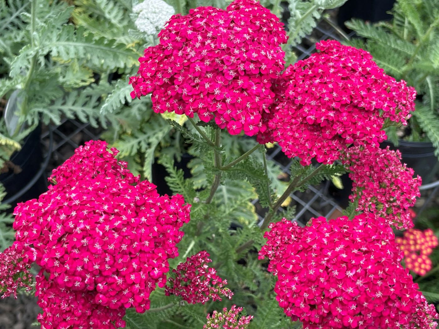 Achillea 'Saucy Seduction'