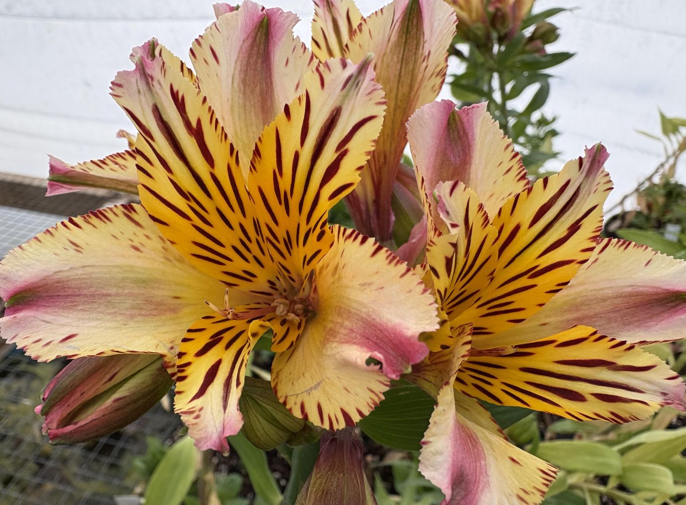 Alstroemeria 'Marguerite'