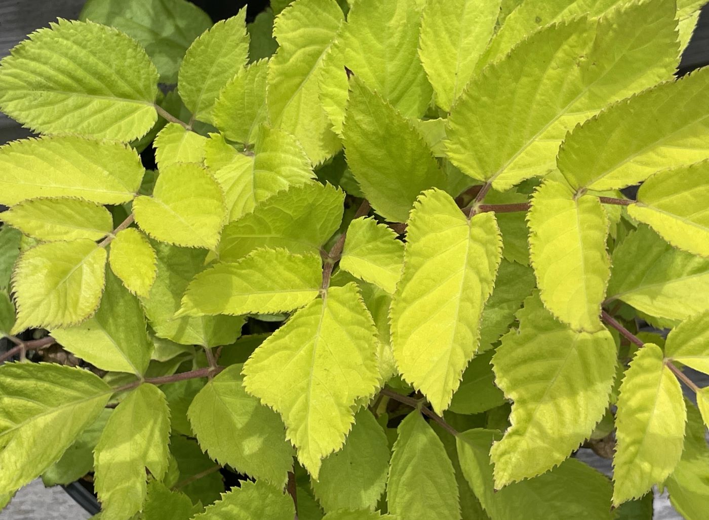 Aralia cordata 'Sun King'