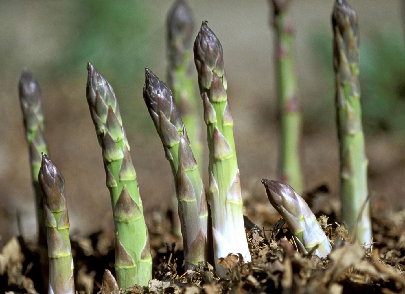 Asparagus 'Millennium'
