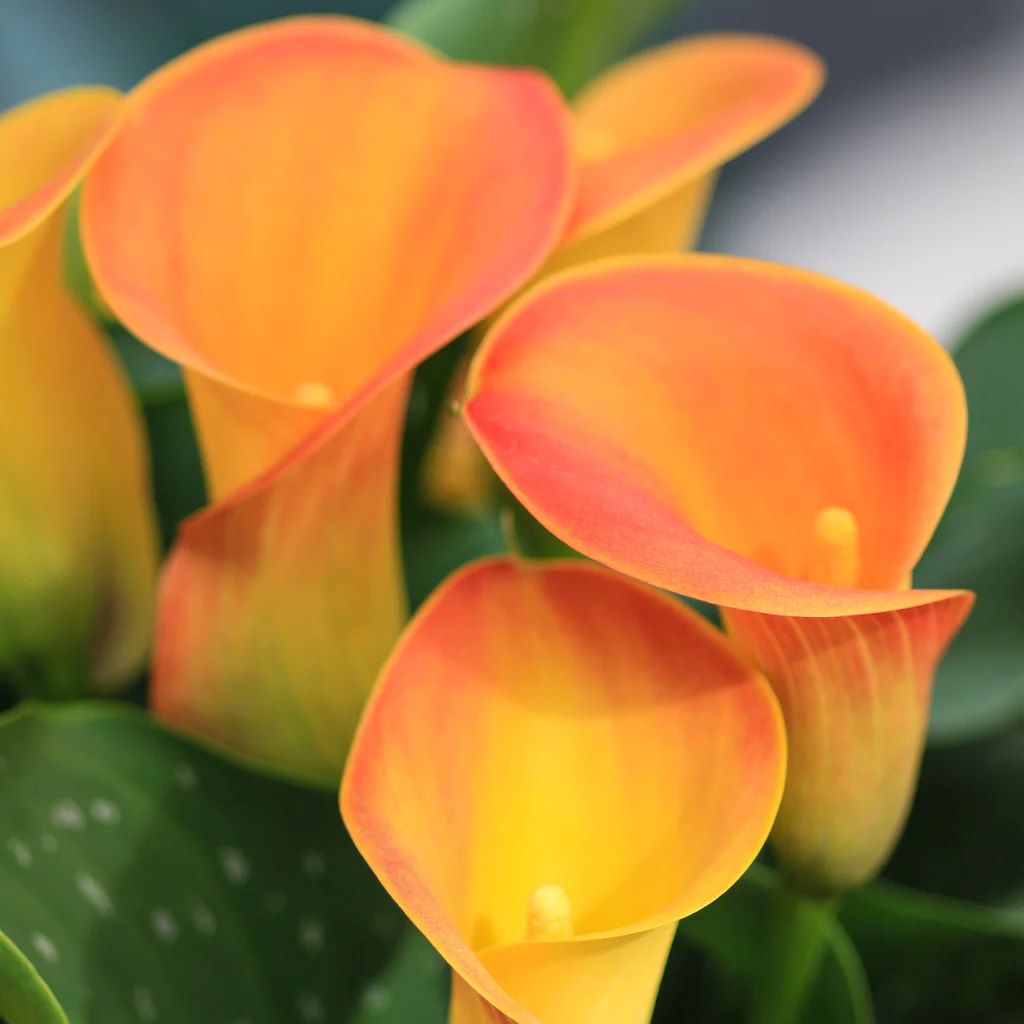 Calla 'Mercedes'