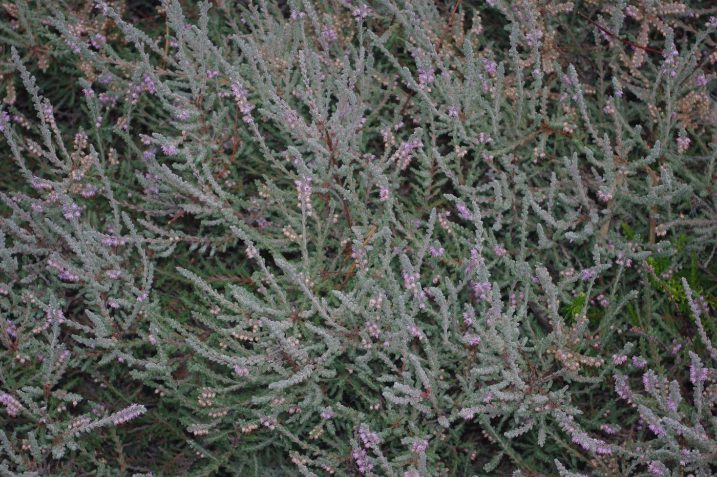Calluna vulgaris 'Silver Queen'