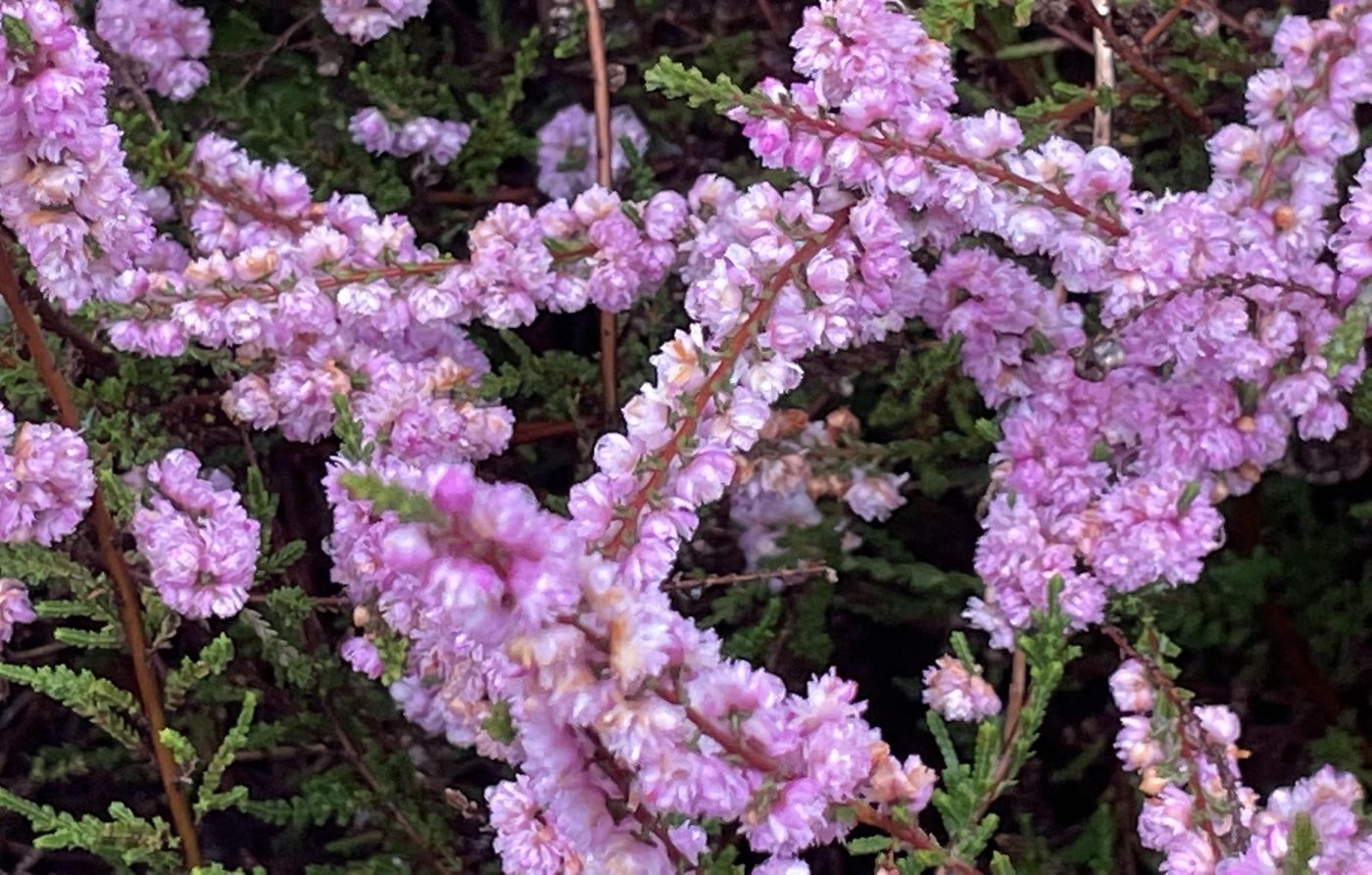 Calluna vulgaris 'Applecross'