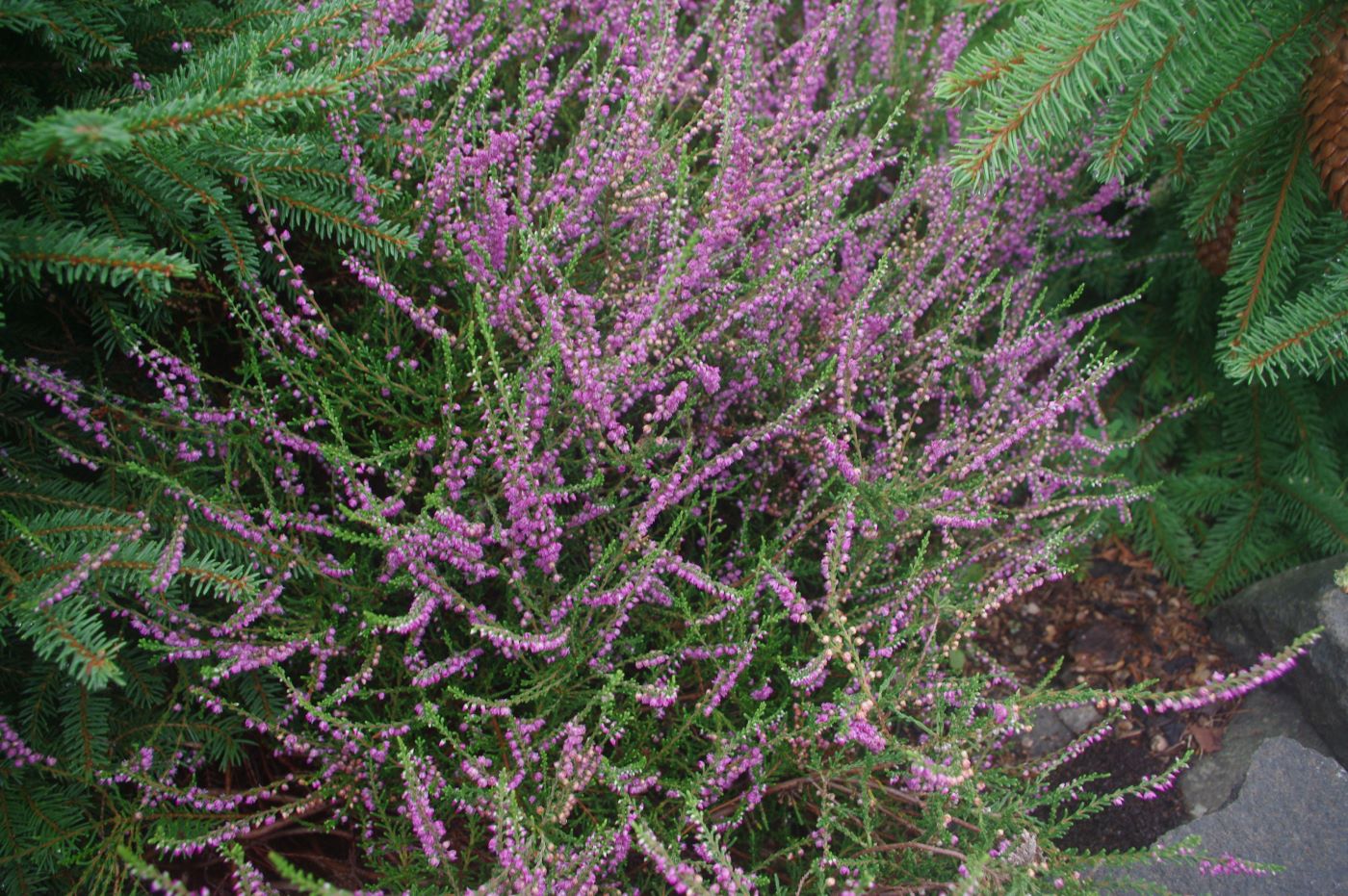 Calluna vulgaris 'Tib'