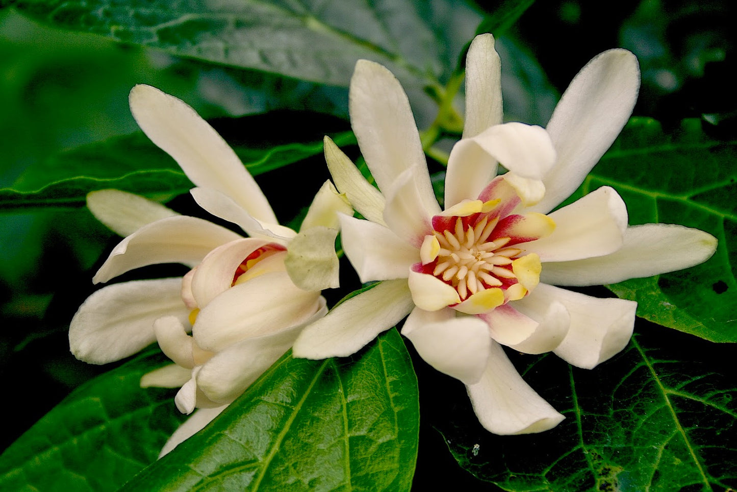 Calycanthus 'Venus'