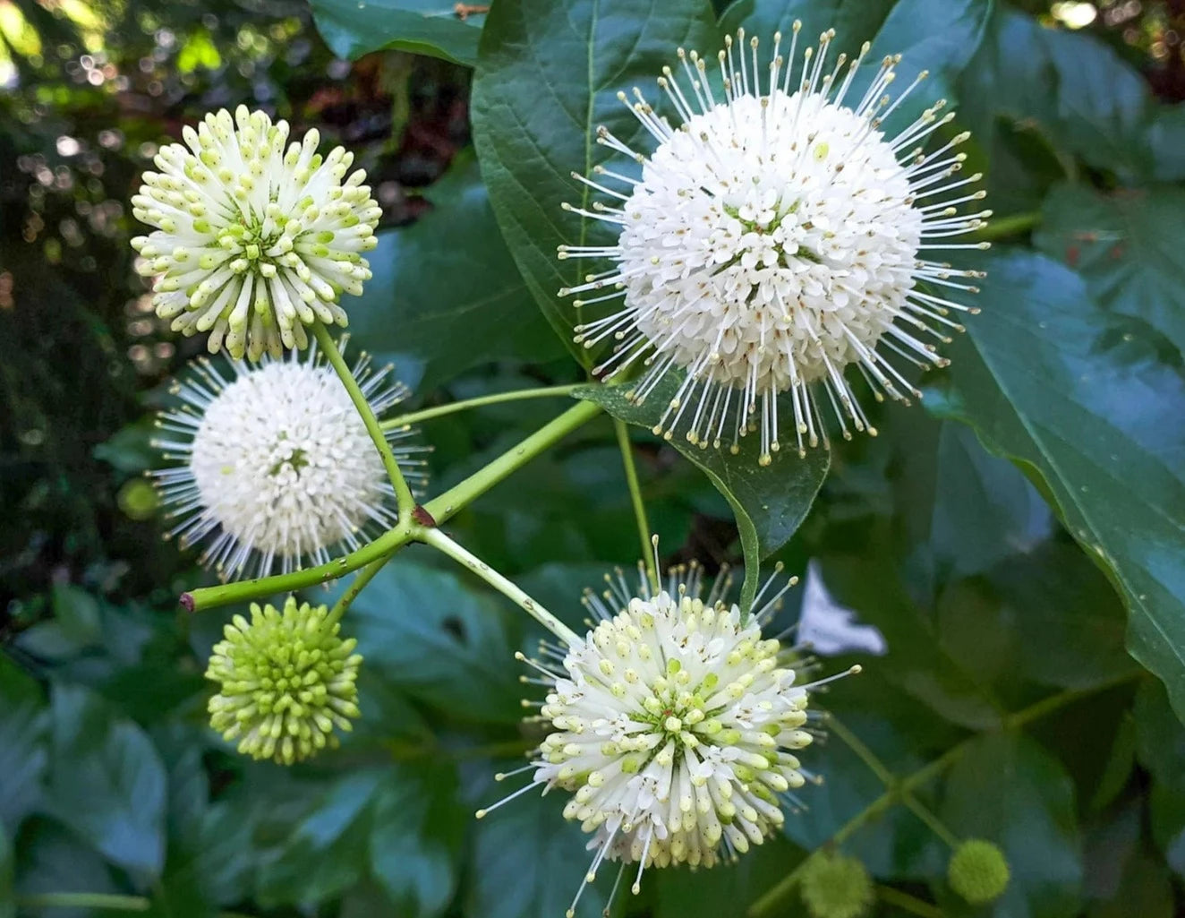 Cephalanthus occidentalis 'Sugar Shack'