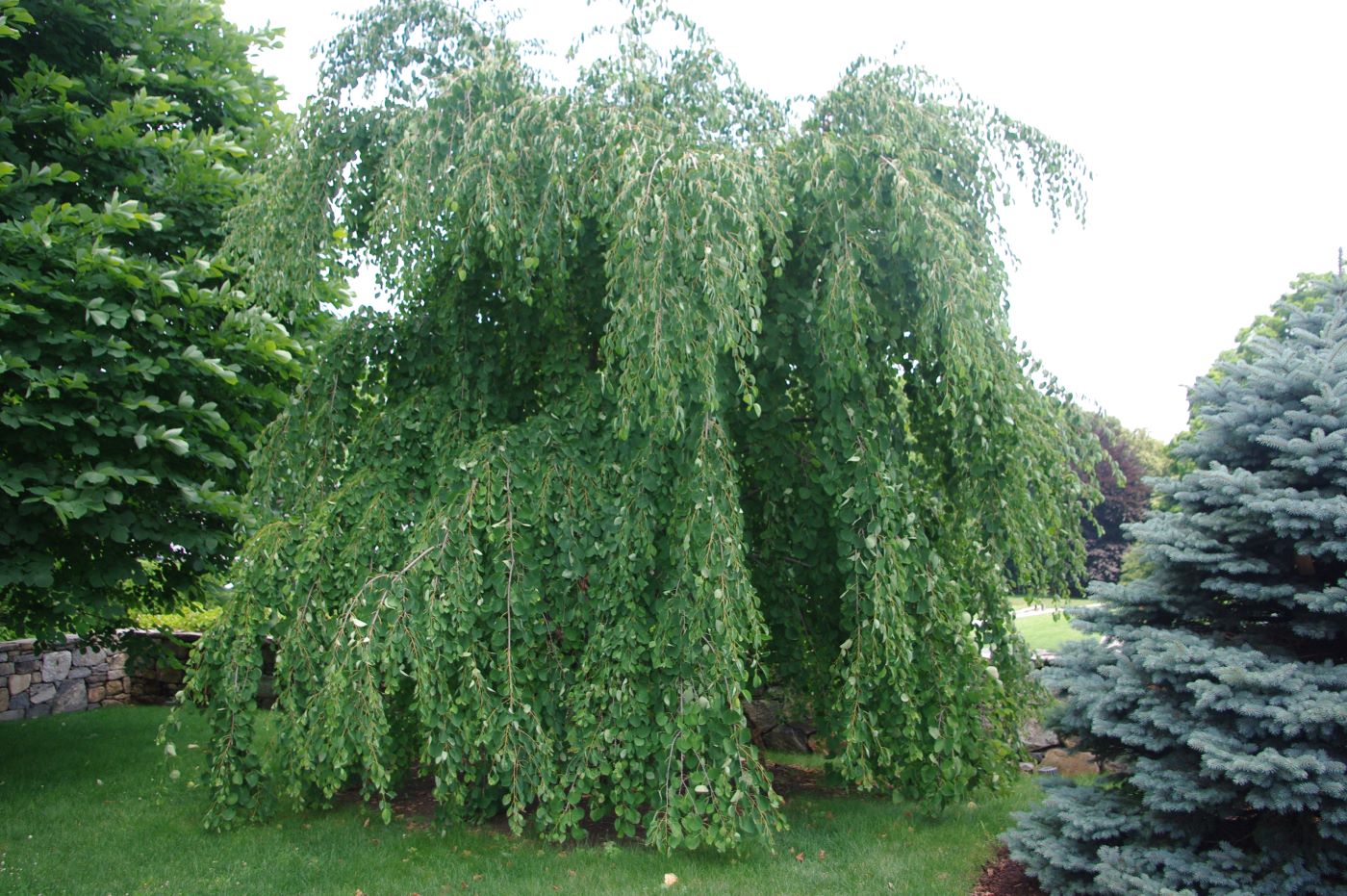 Cercidiphyllum japonicum 'Pendula'