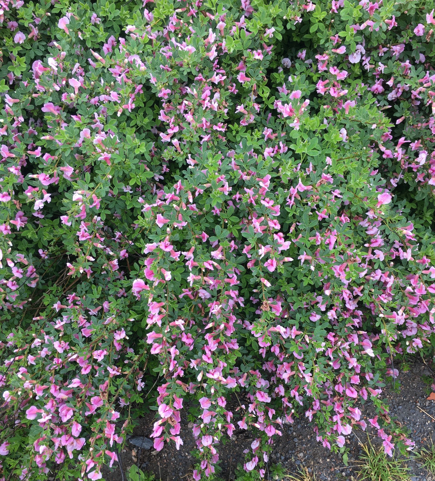 Chamaecytisus purpureus