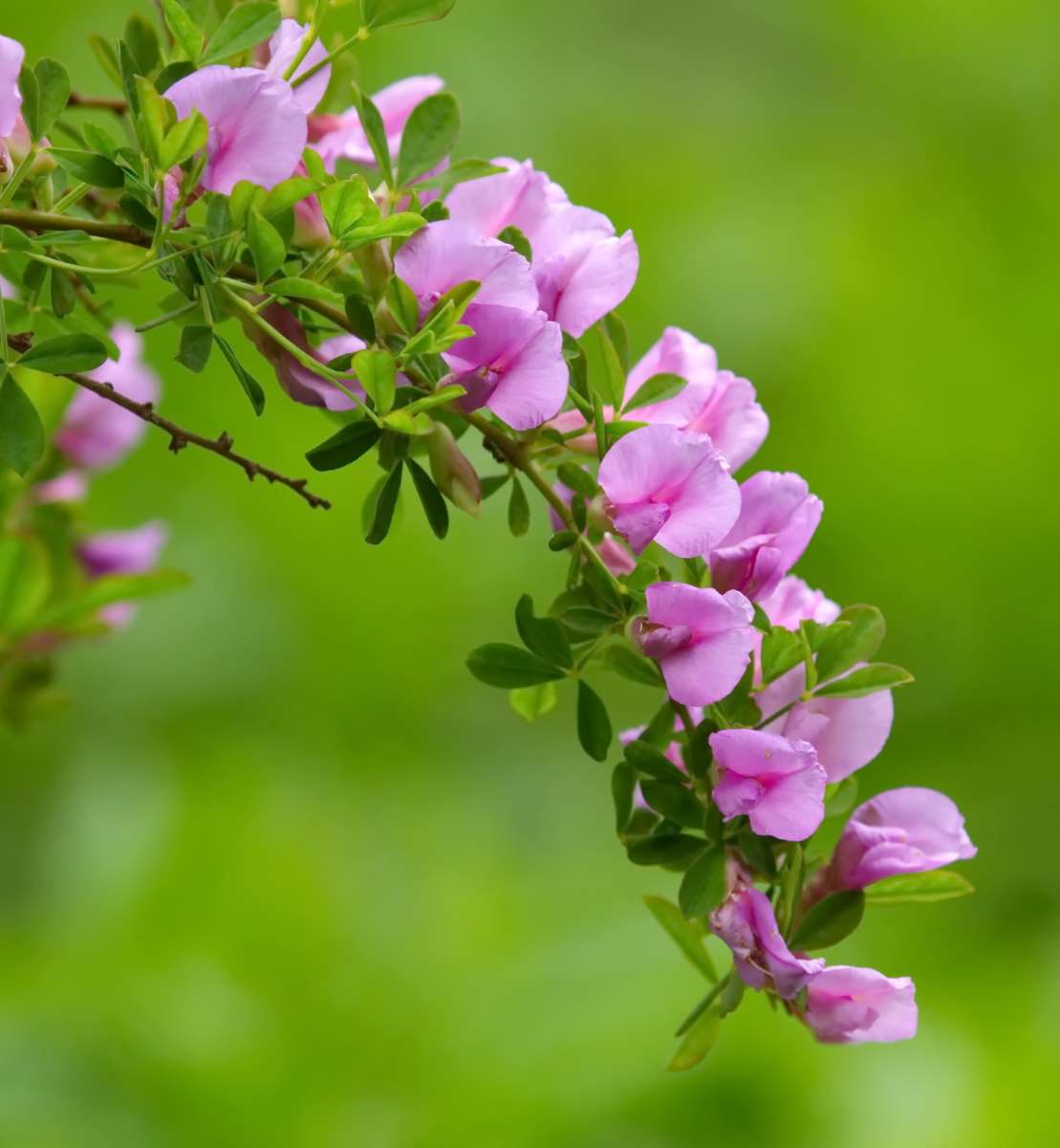 Chamaecytisus purpureus