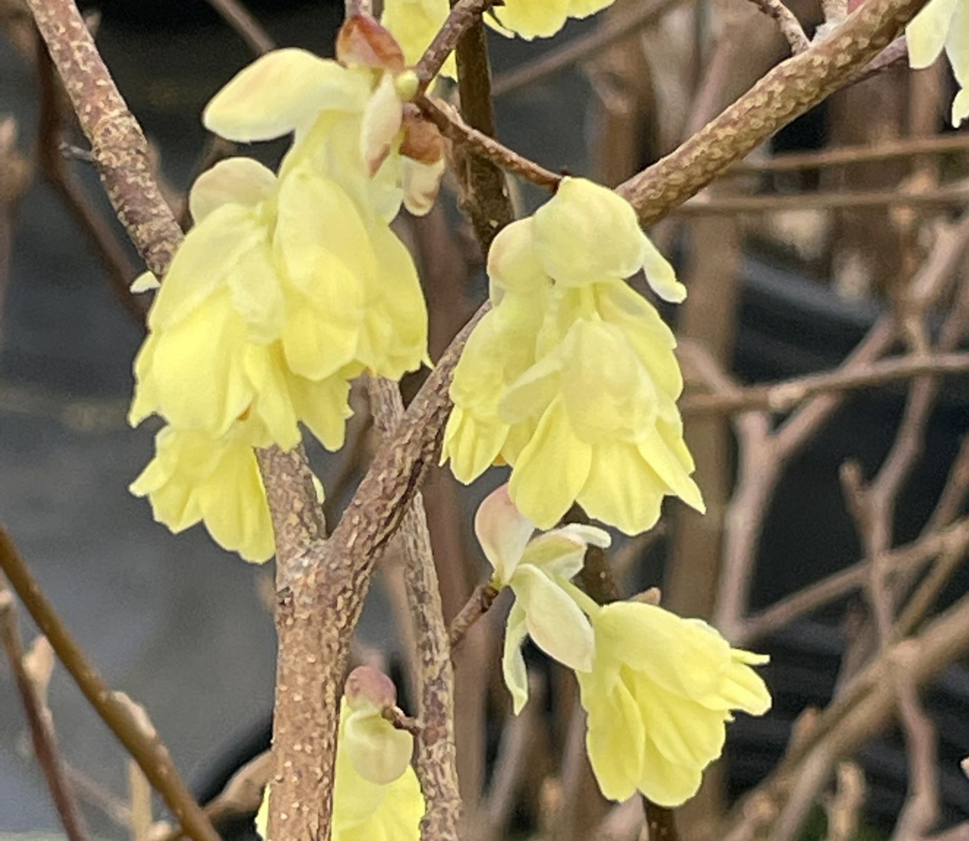 Corylopsis pauciflora