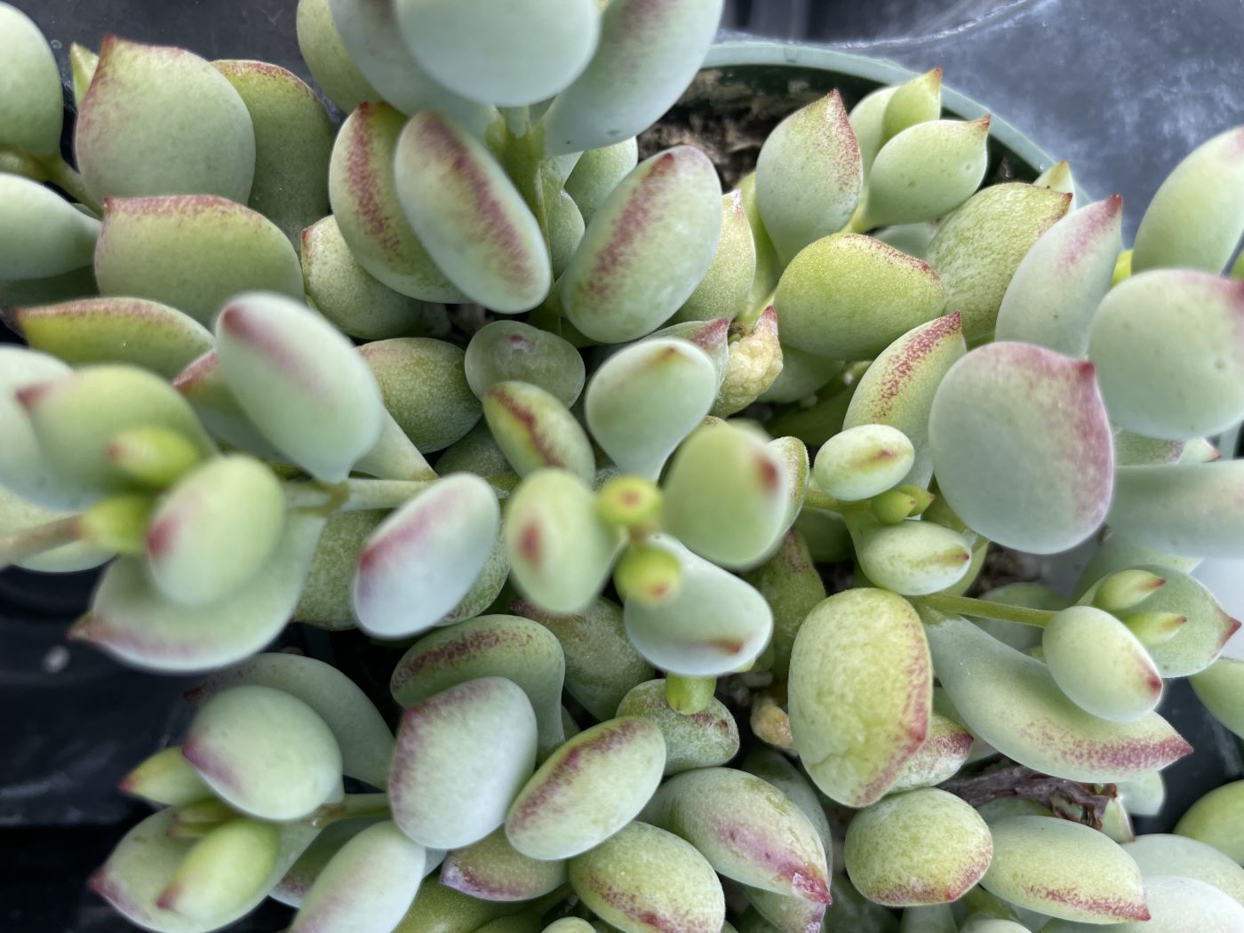 Cotyledon pendens