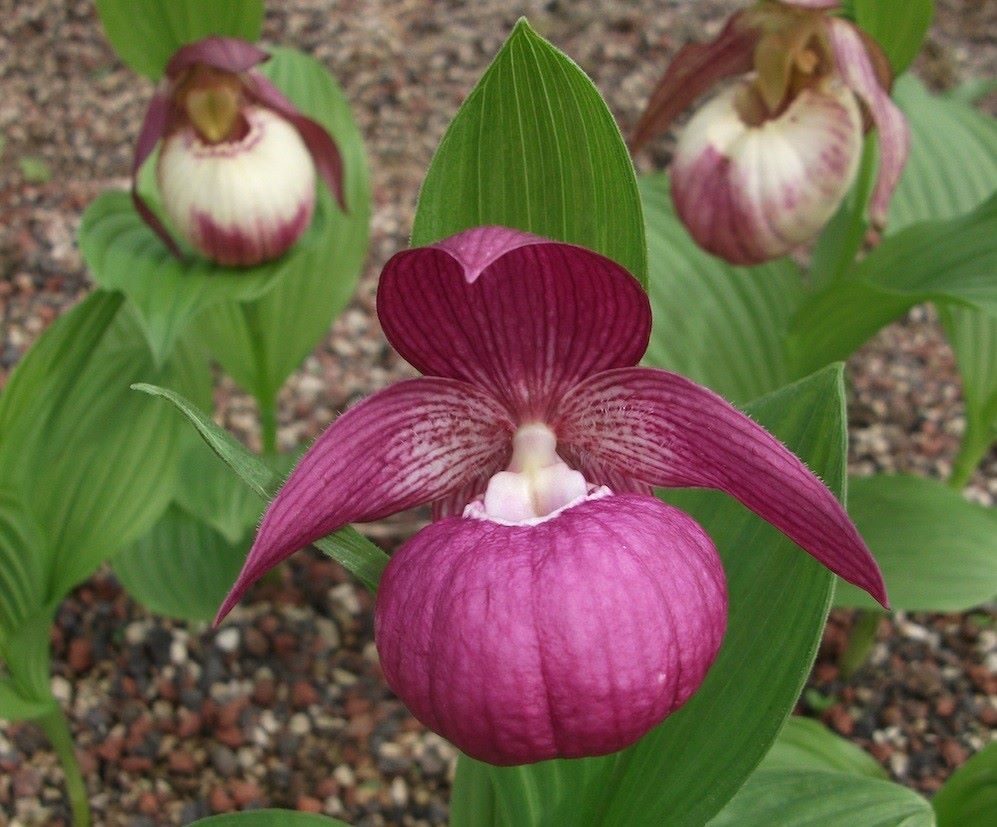 Cypripedium macranthos