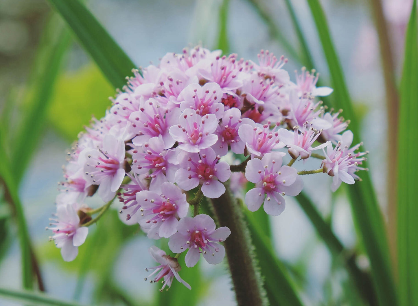 Darmera peltata
