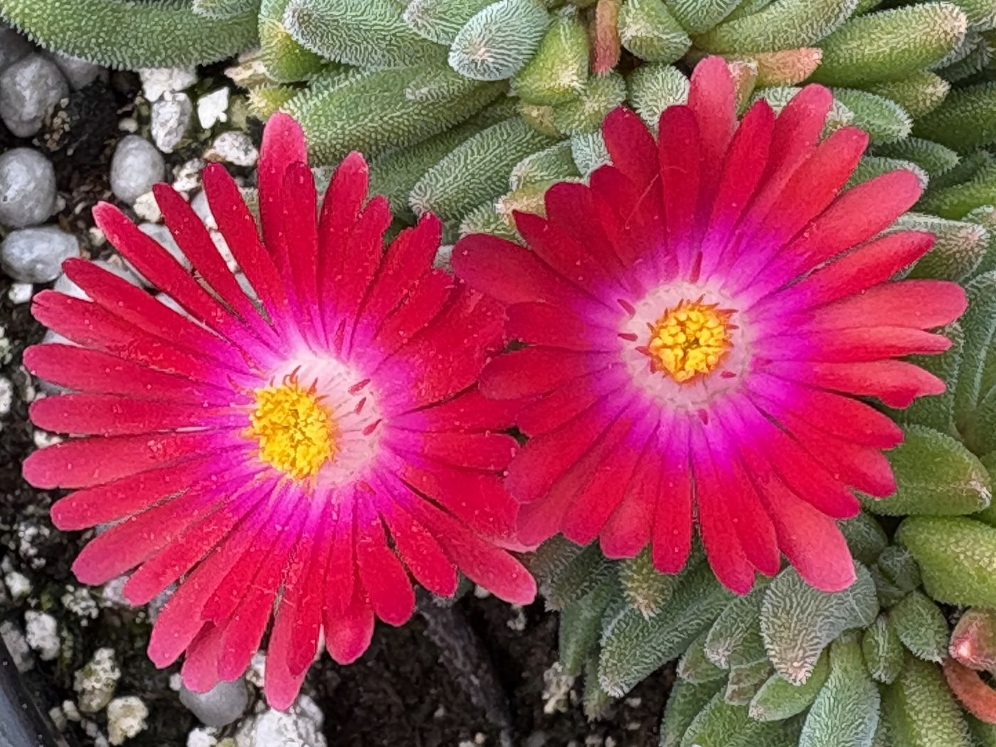 Delosperma 'Jewel of the Desert Garnet'