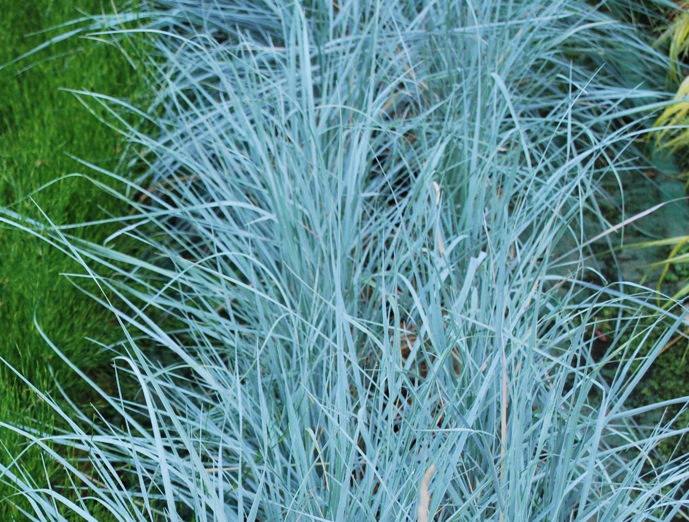 Elymus magellanicus