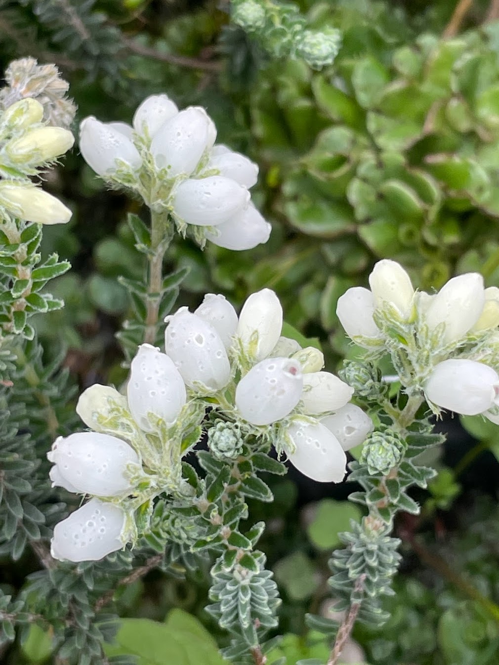 Erica tetralix 'Alba Mollis'