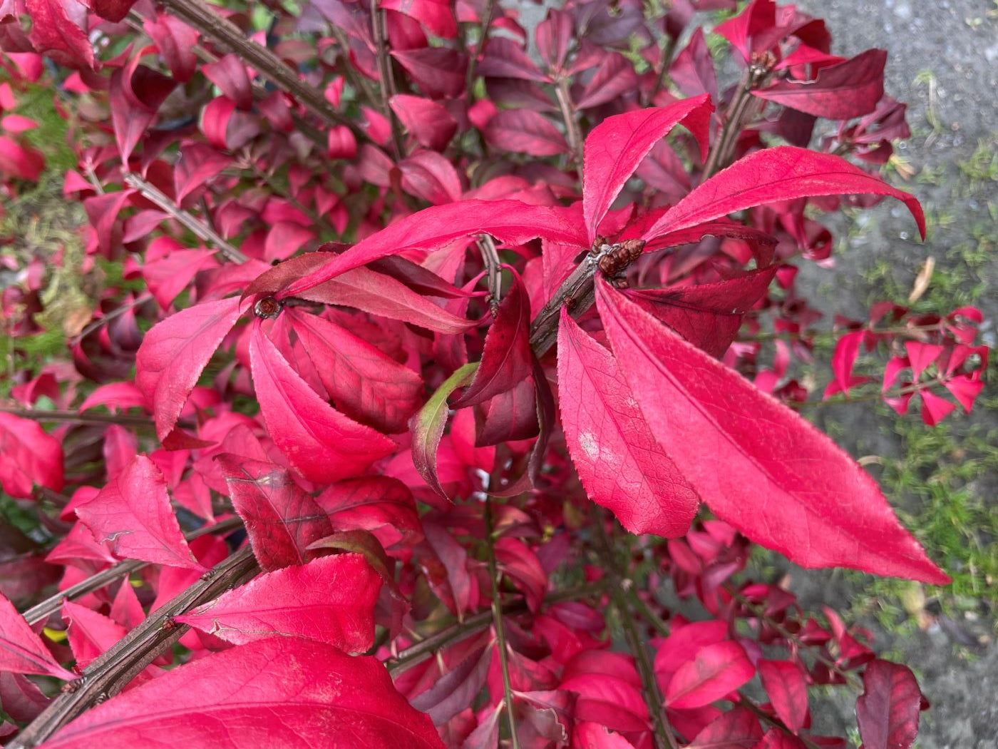 Euonymus alatus 'Compactus'