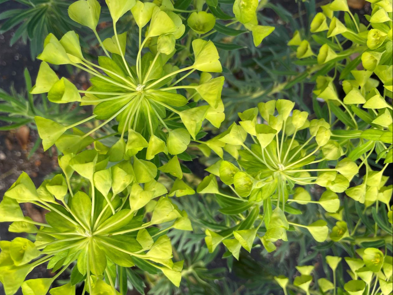 Euphorbia characias subsp. wulfenii