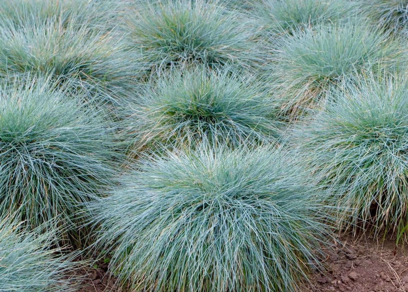Festuca glauca 'Elijah Blue'