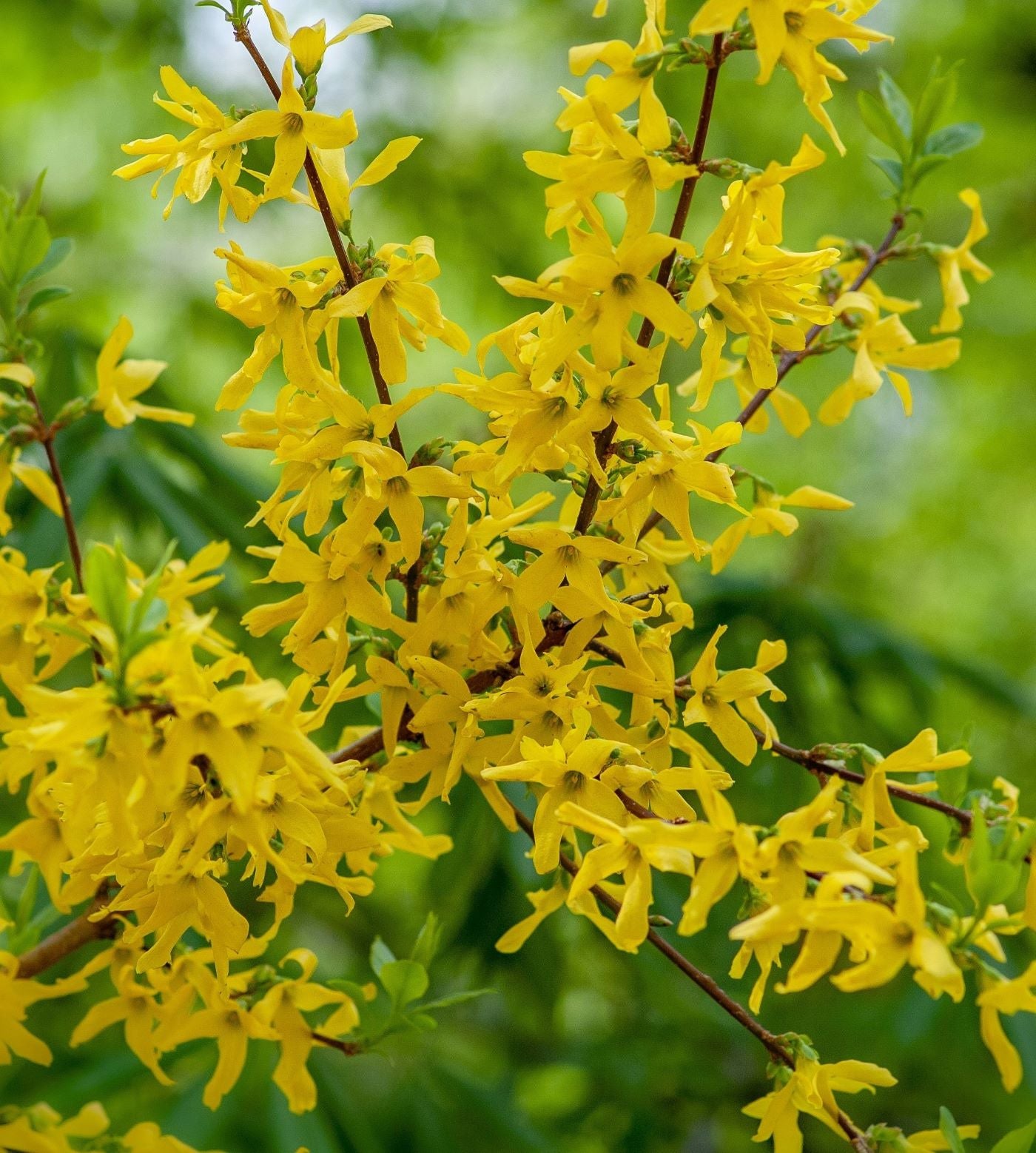Forsythia ovata 'Northern Gold'