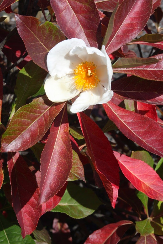 Franklinia alatamaha