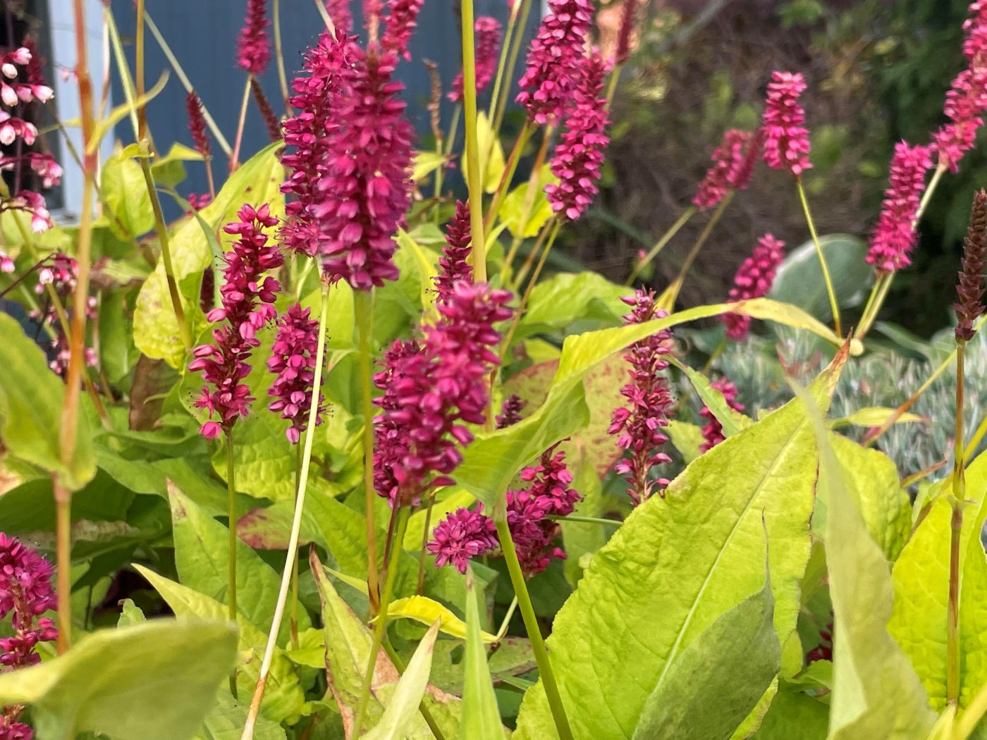 Persicaria amplexicaulis 'Golden Arrow'