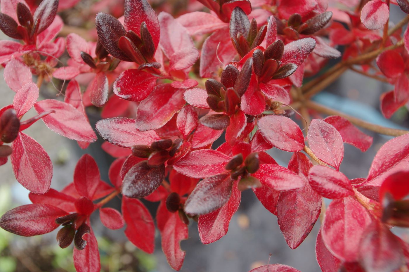 Rhododendron 'Stewartstonian' (Azalea)