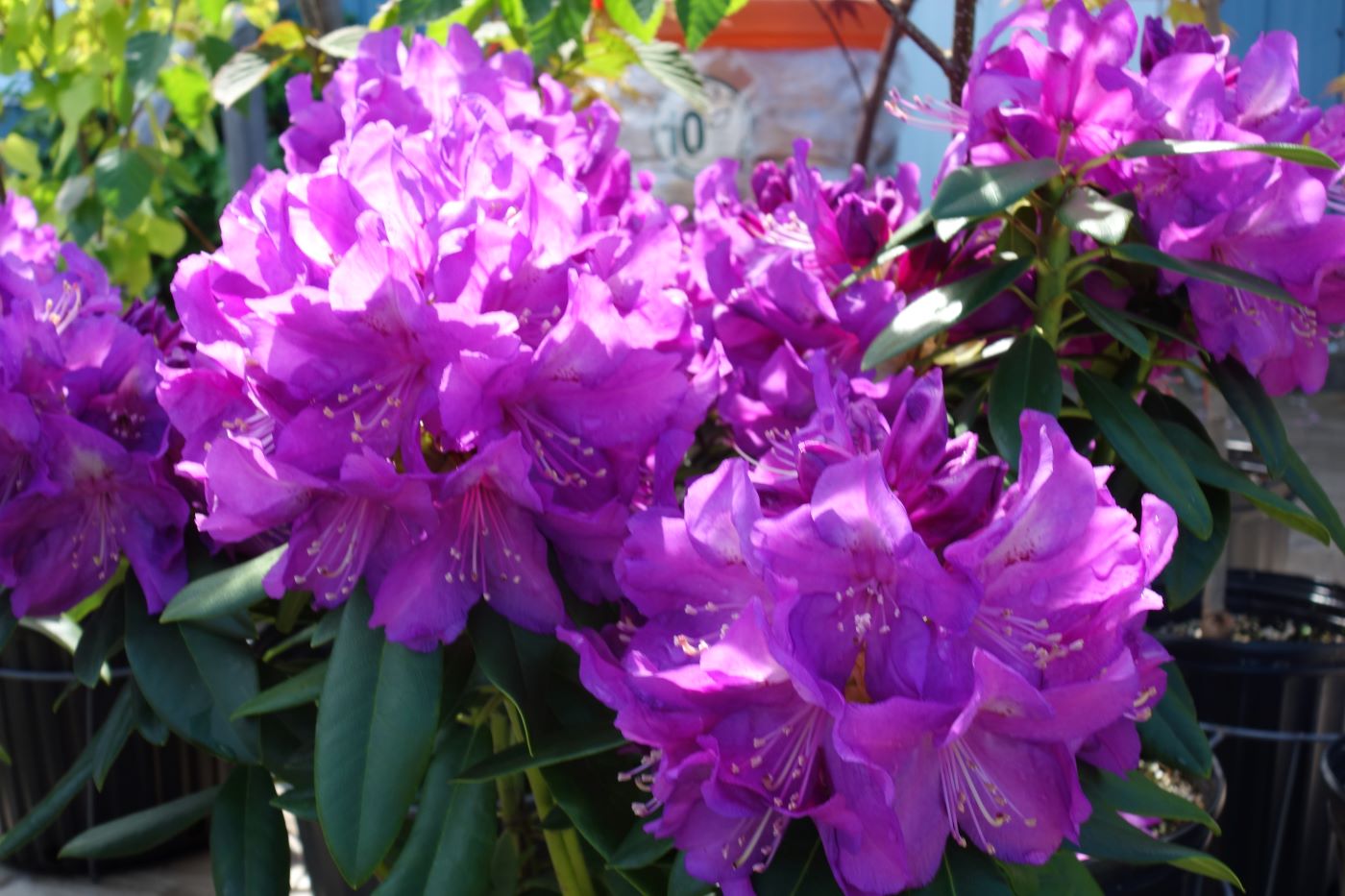 Rhododendron 'Lee's Dark Purple'