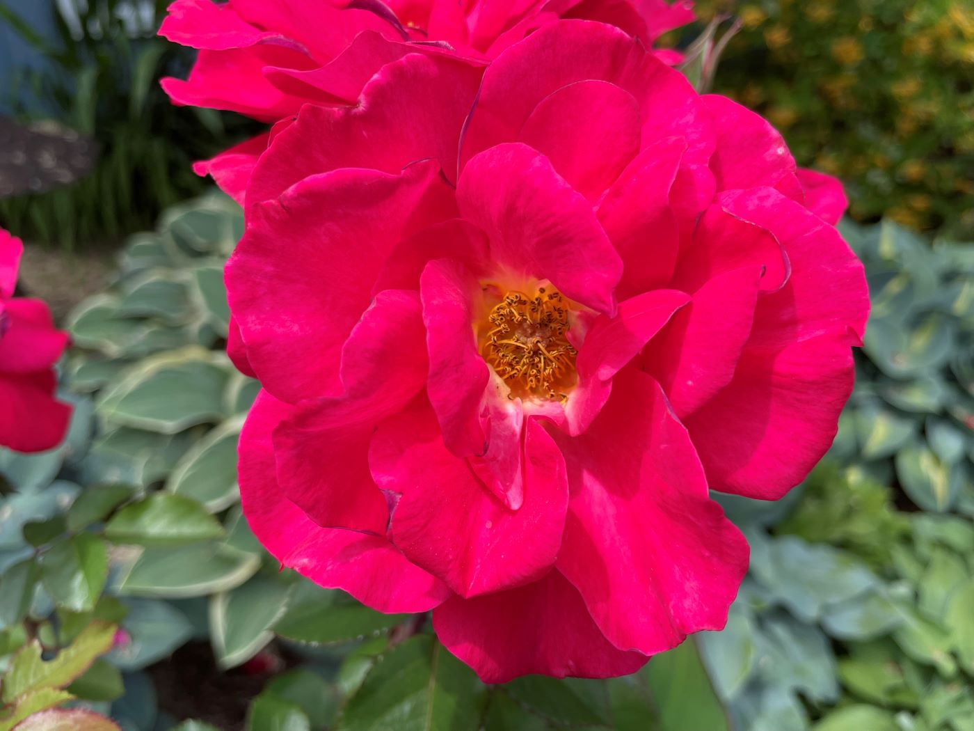 Rosa 'Cinnamon Hearts'