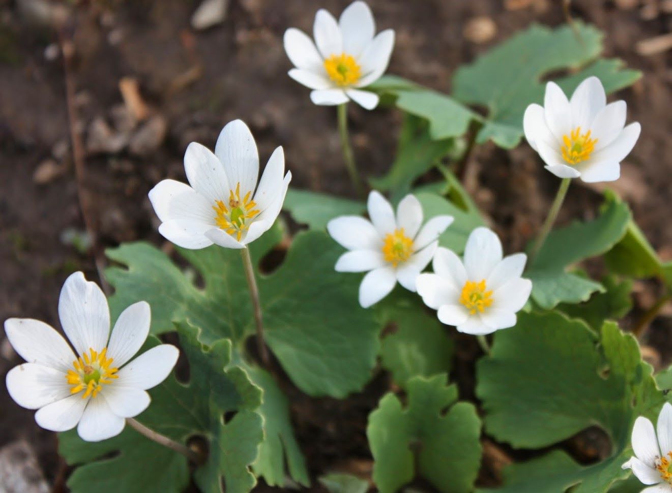 Sanguinaria canadensis