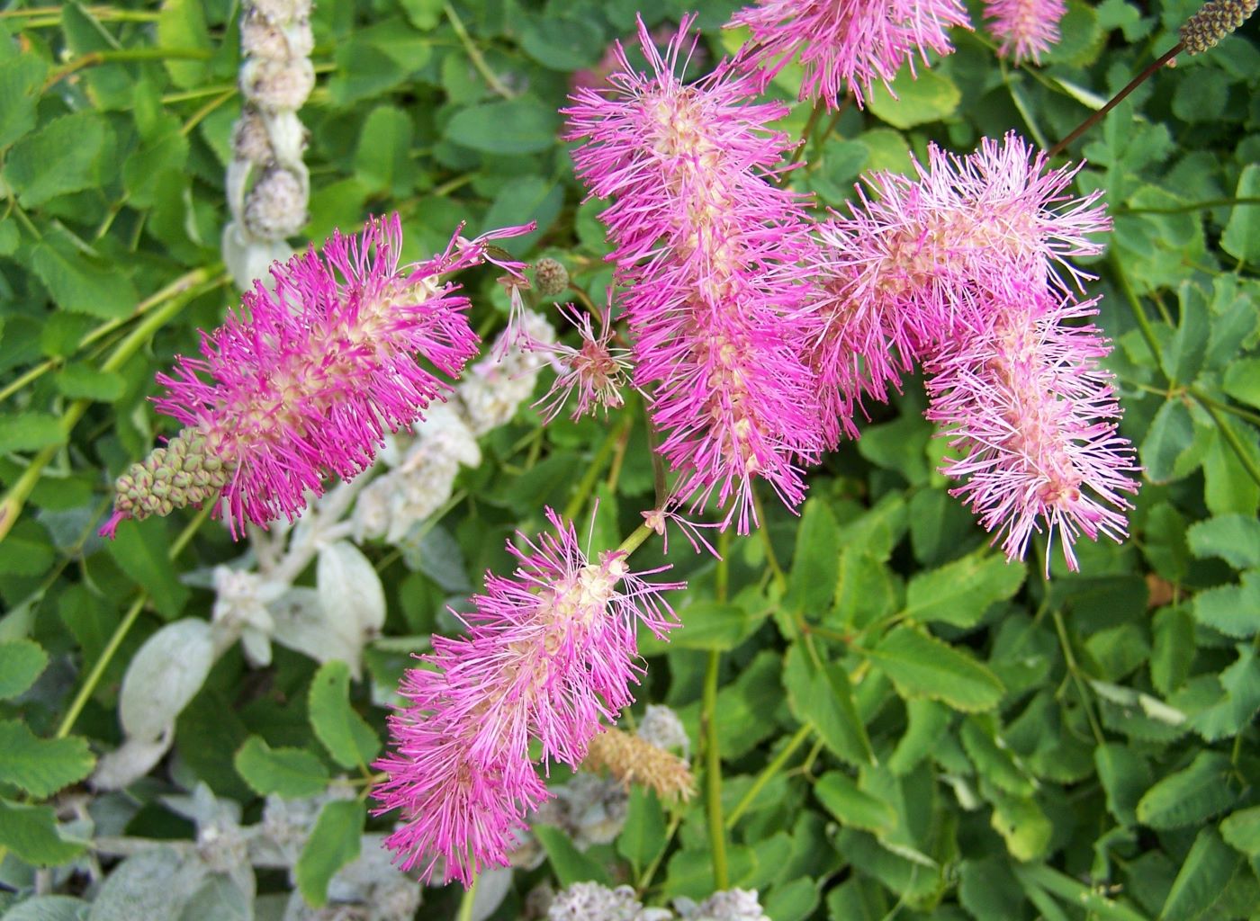 Sanquinsorba obtusa – Bunchberry Nurseries