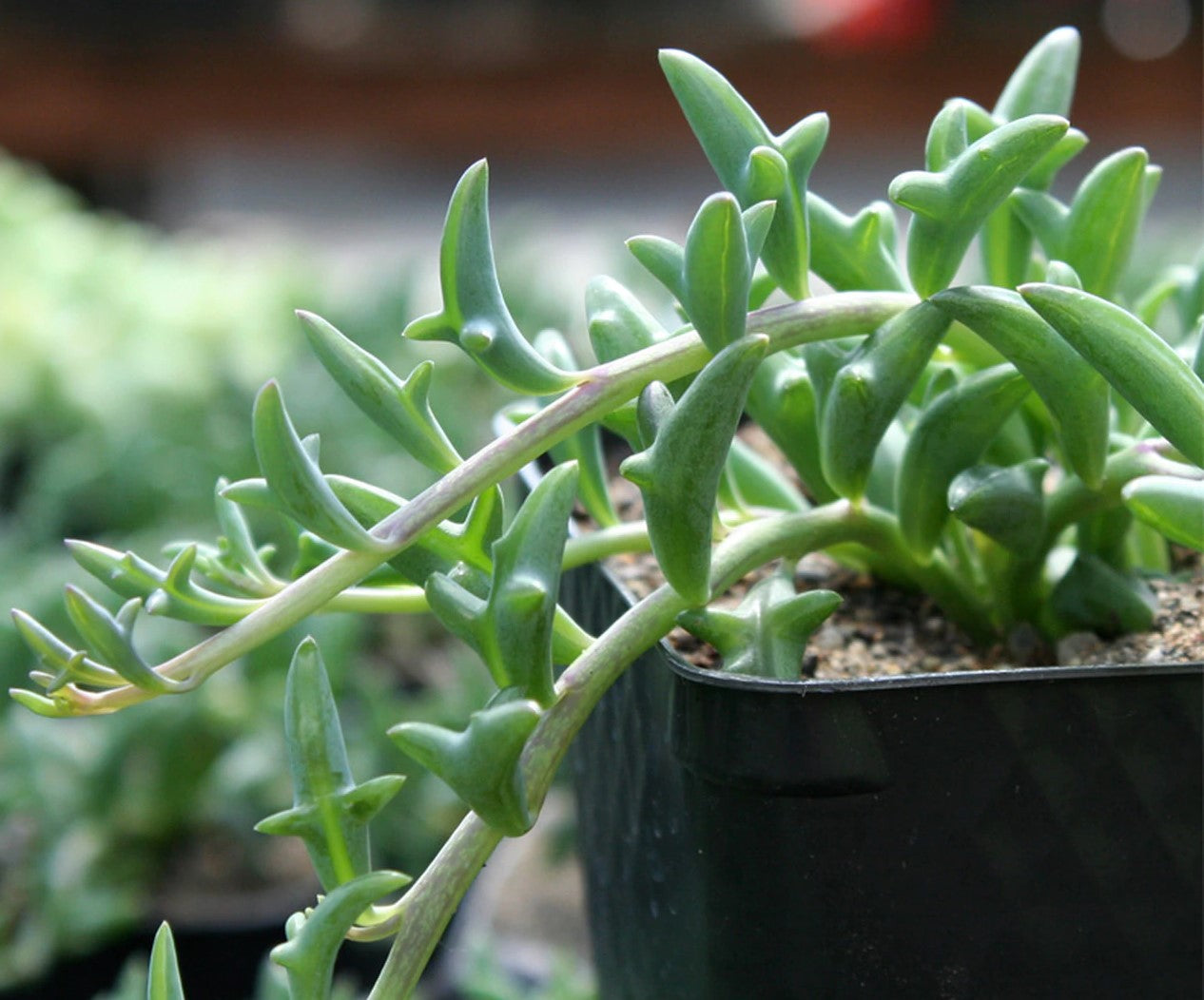 Senecio peregrinus