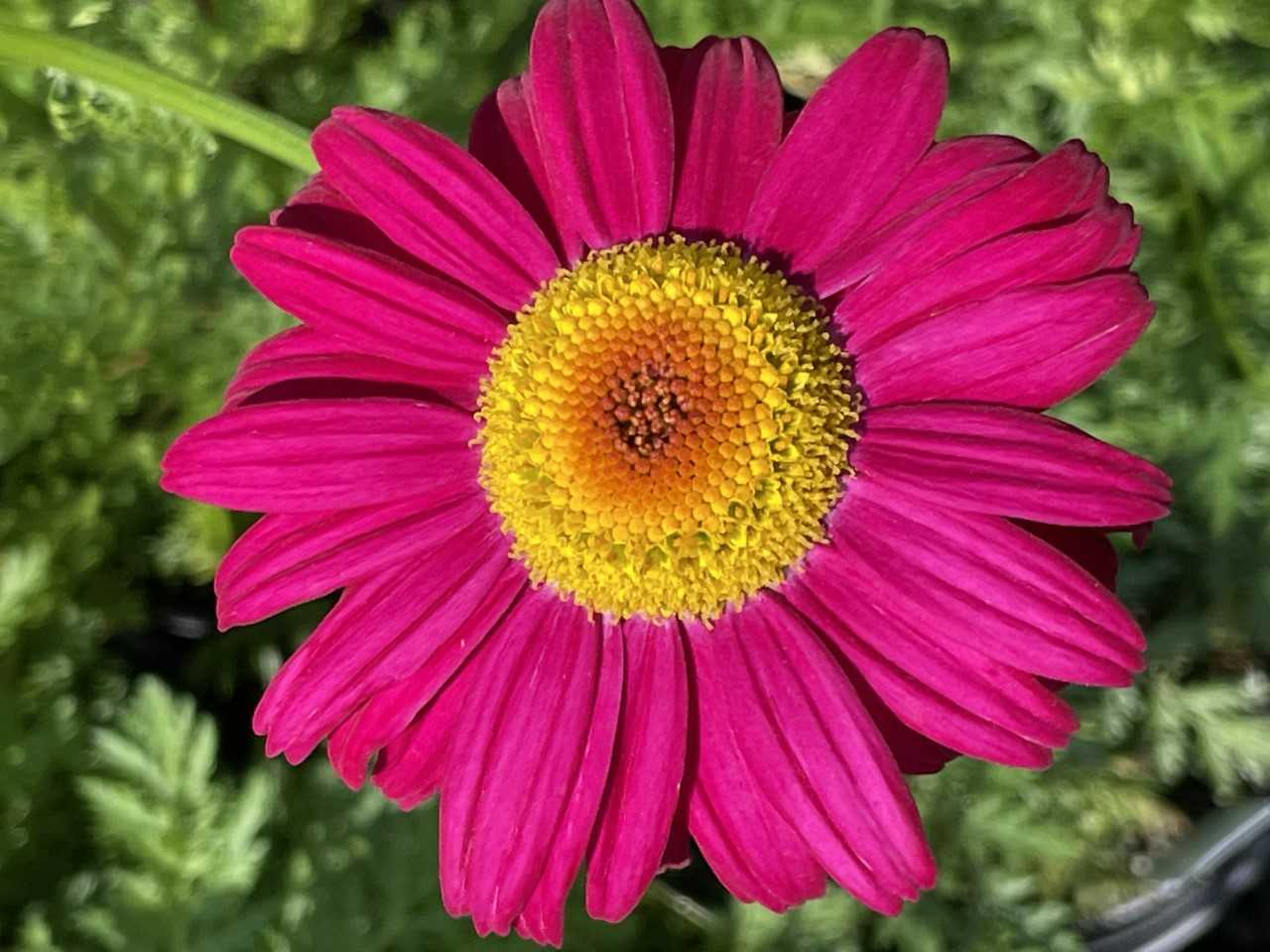 Tanacetum 'Robinson's Red'