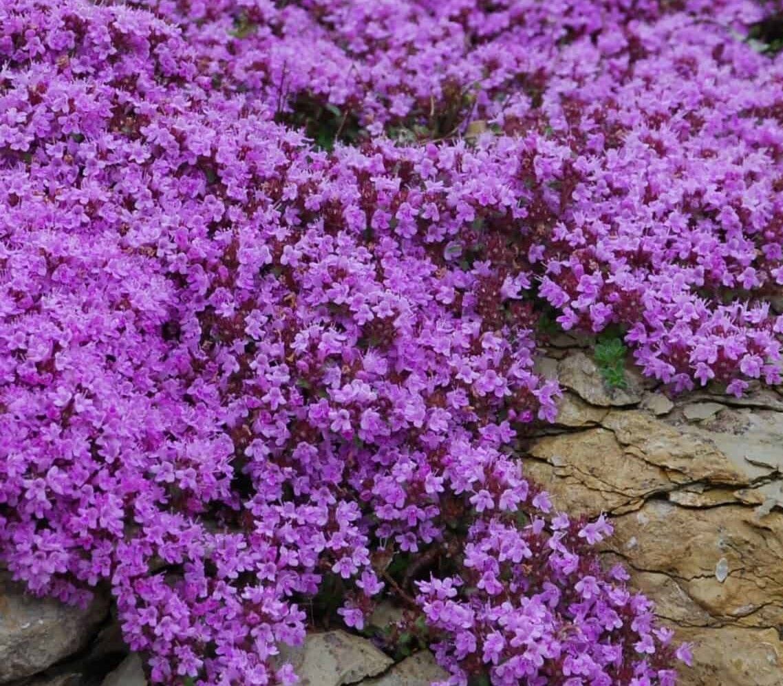 Thymus praecox 'Coccineus'