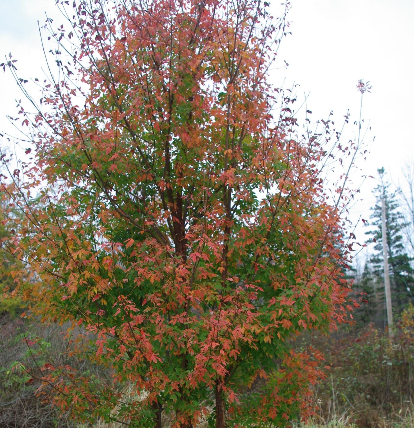 Acer griseum