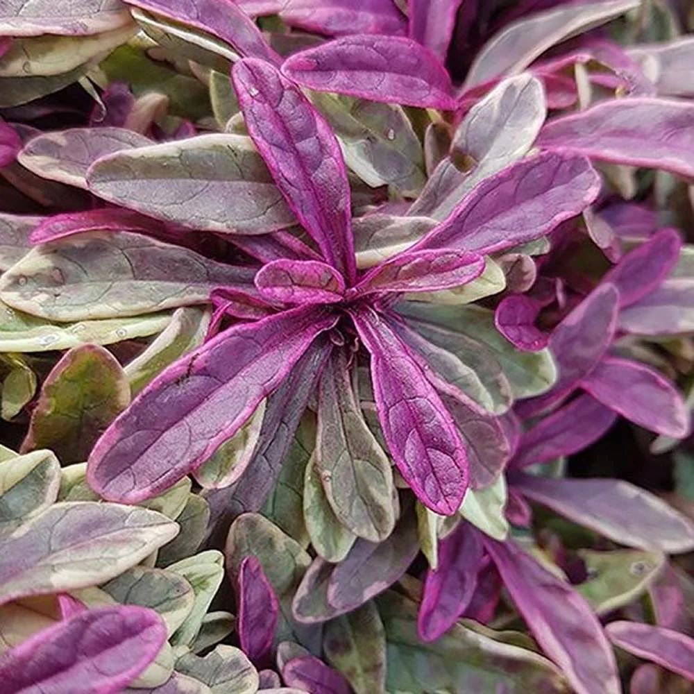 Ajuga tenorei 'Princess Nadia'
