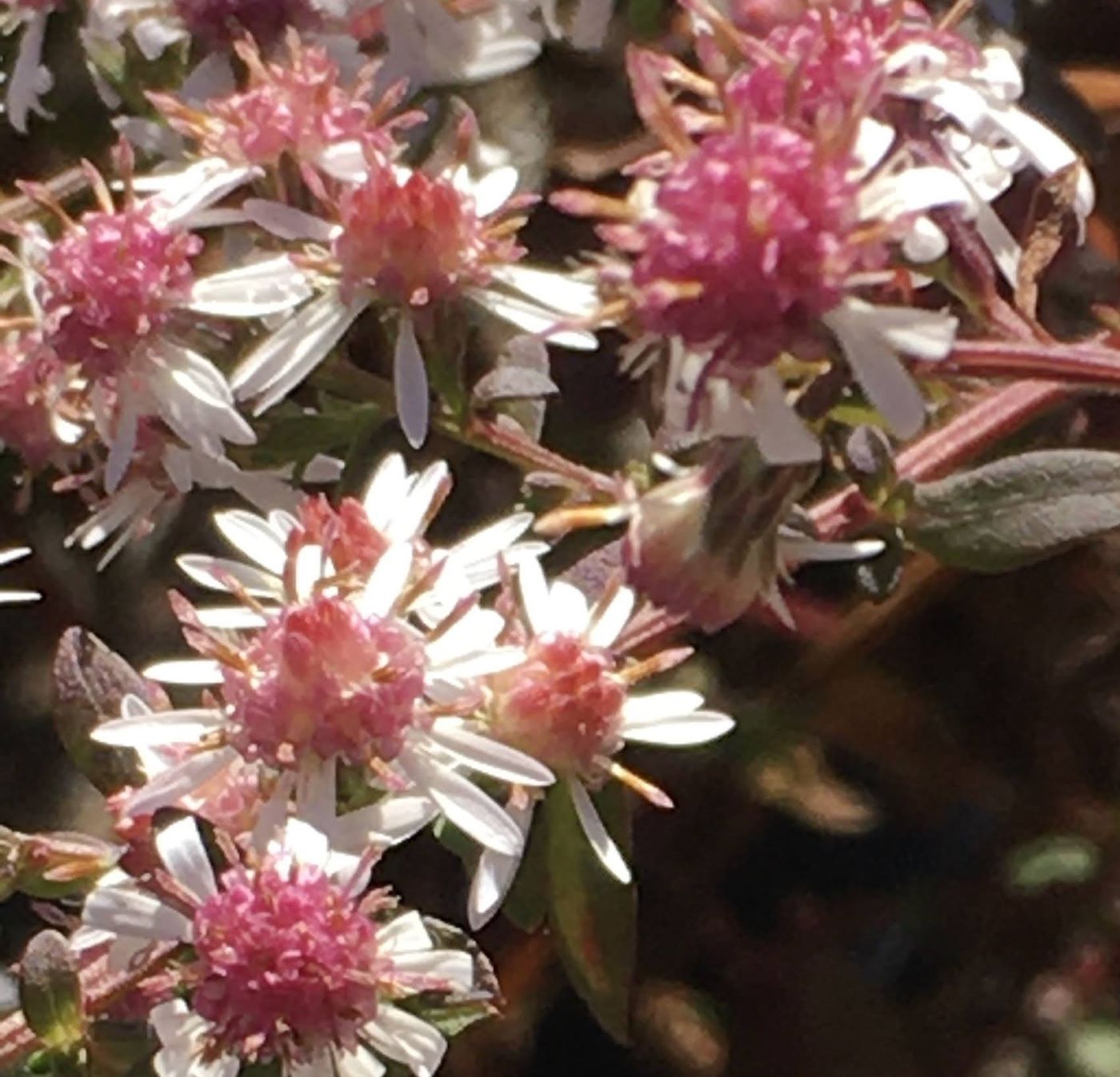 Aster lateriflorus 'Lady in Black'