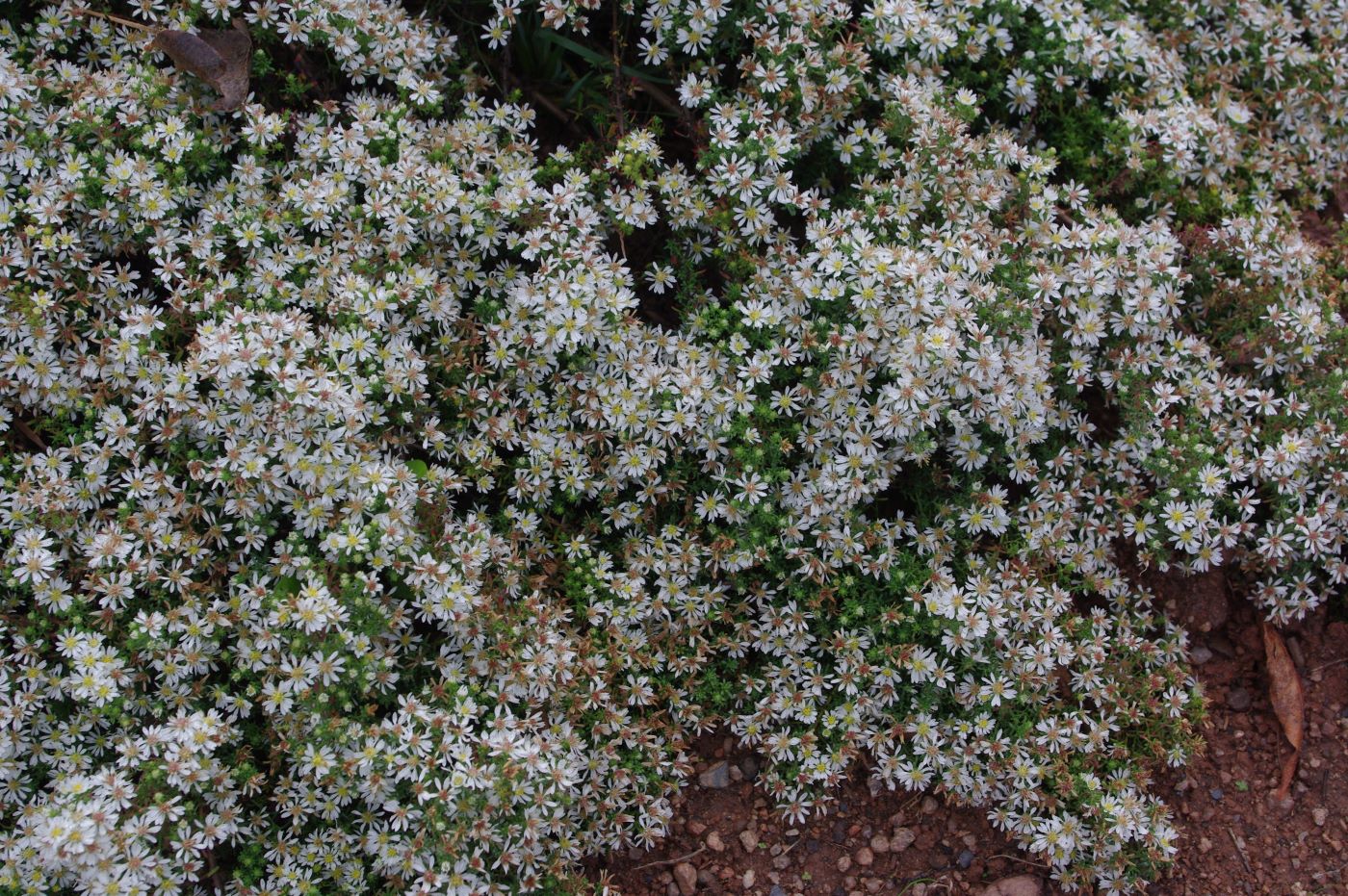 Aster ericoides 'Snow Flurry'