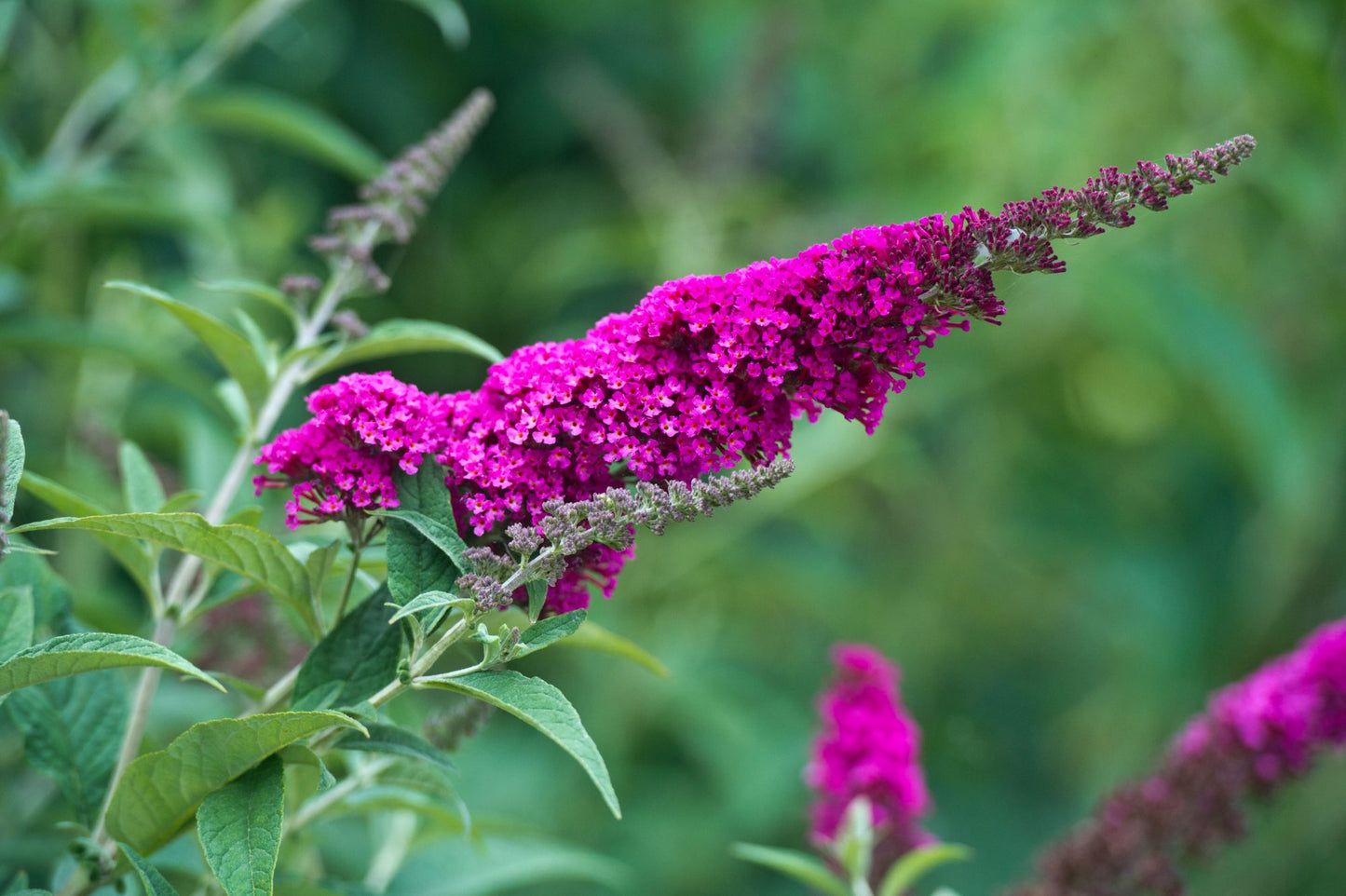 Buddleja davidii 'Royal Red'