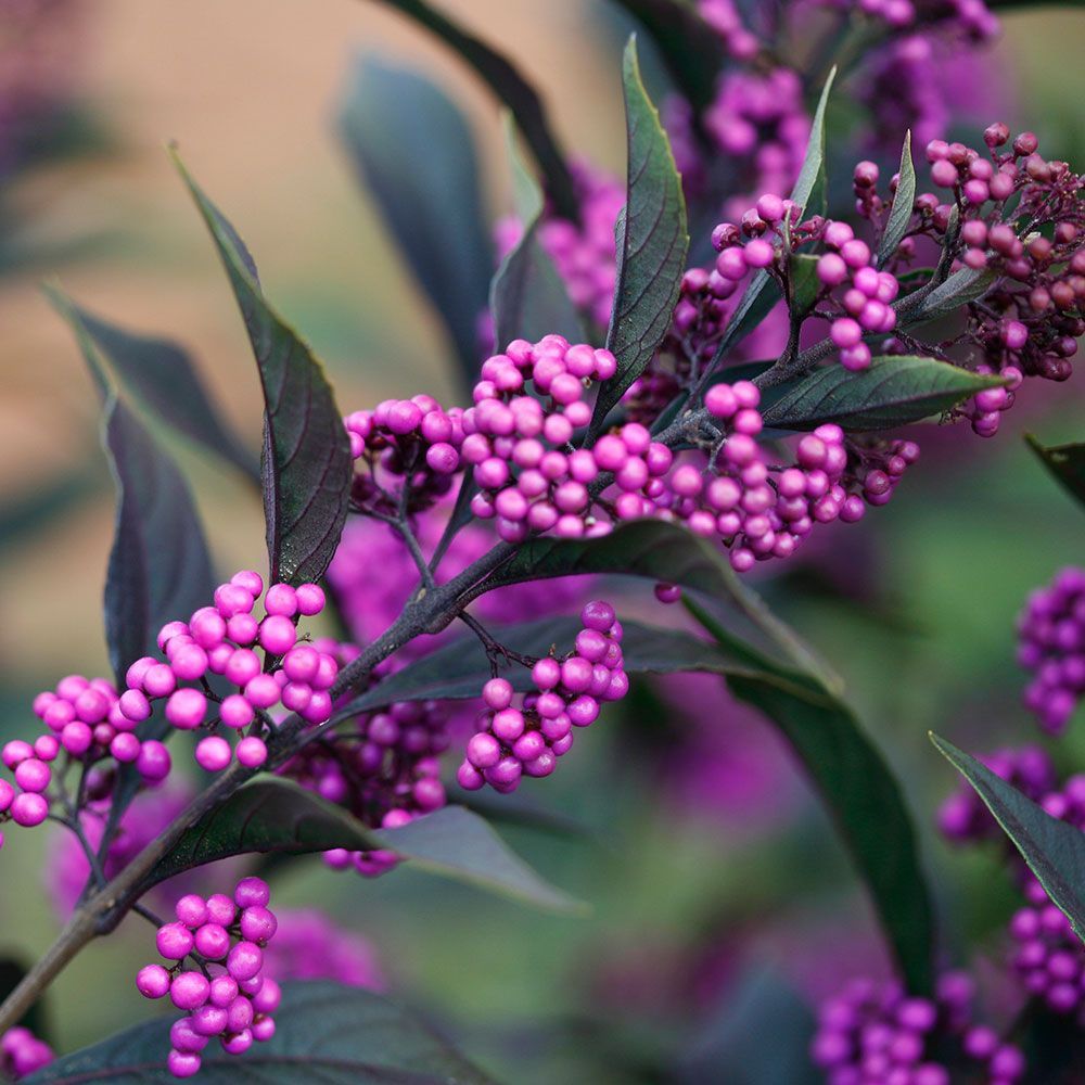 Callicarpa 'Pearl Glam'