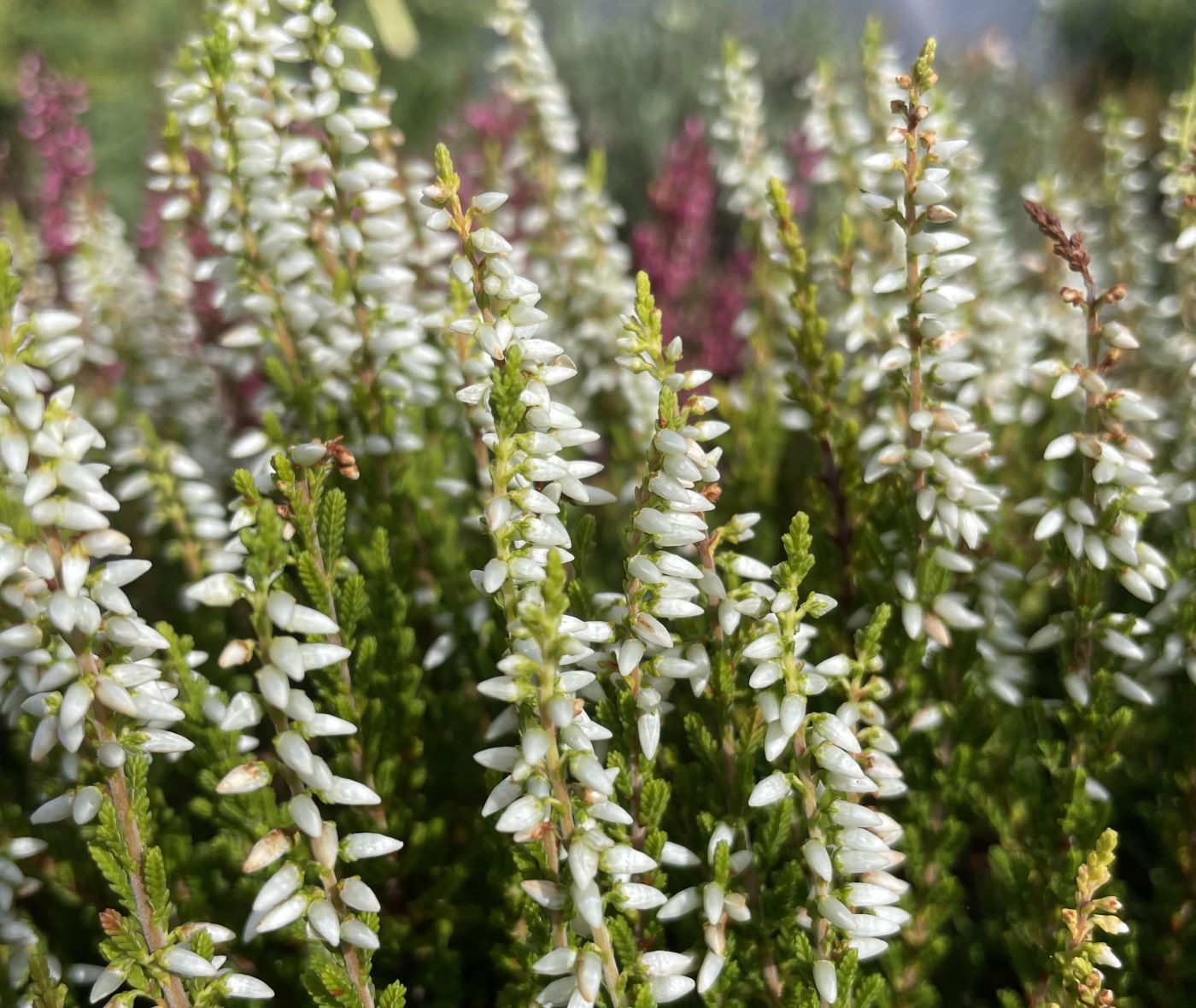 Calluna vulgaris 'Alicia'