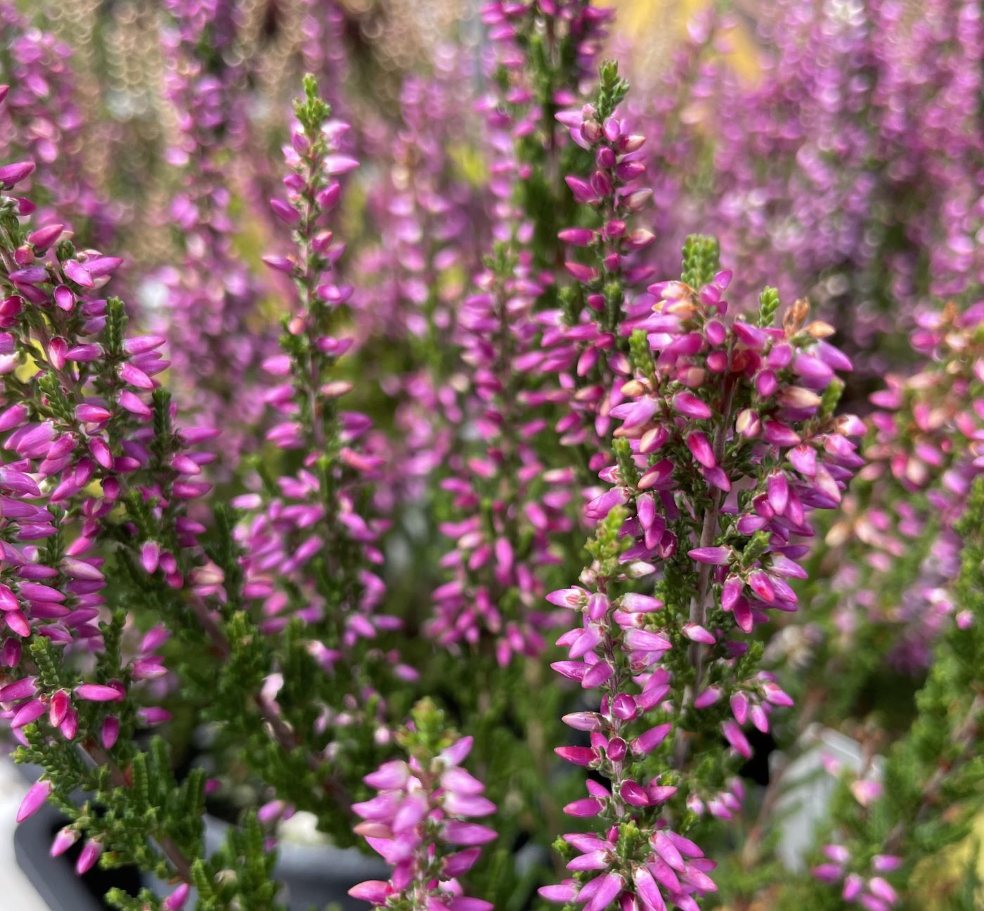 Calluna vulgaris 'Saphira'