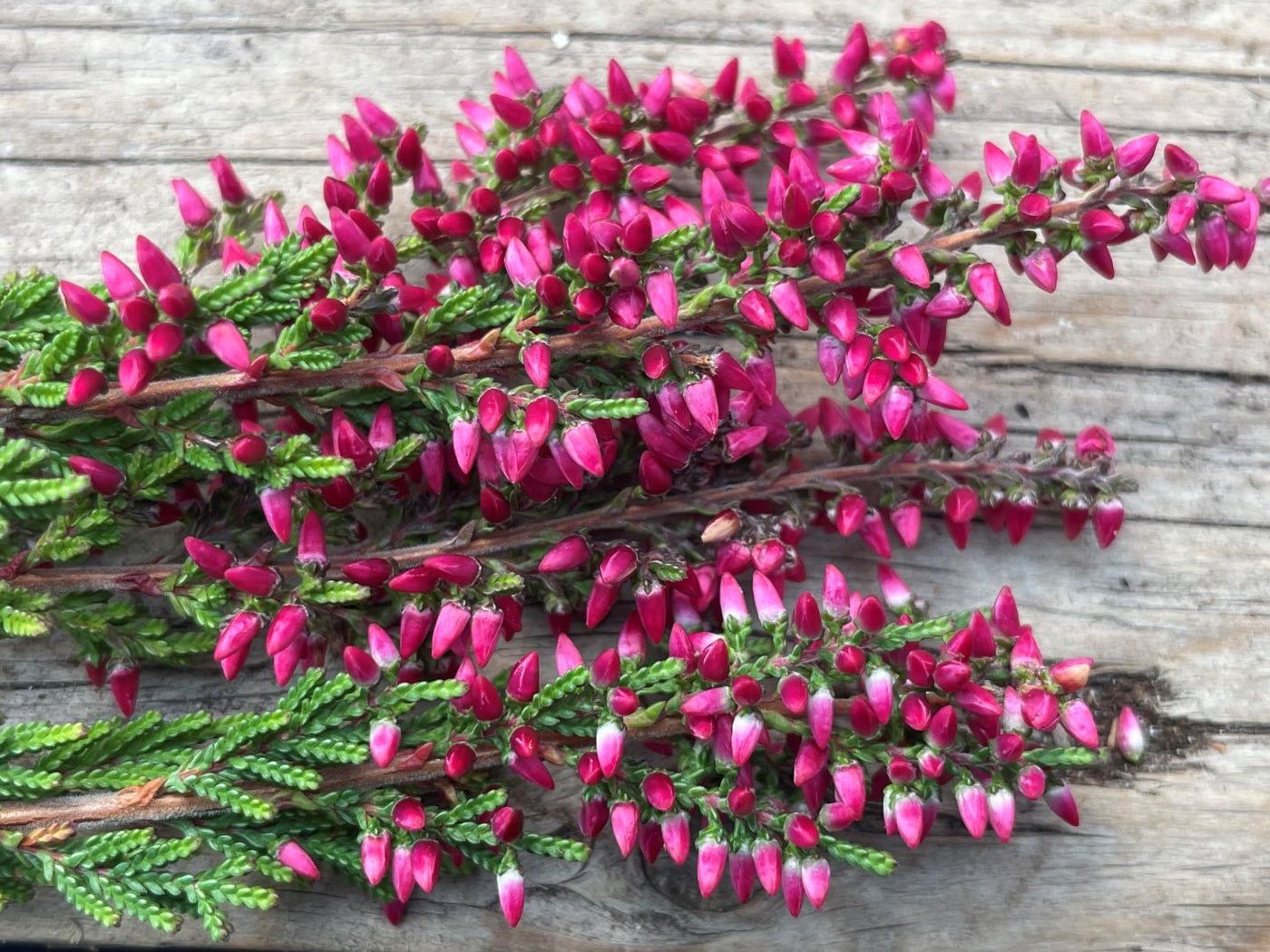 Calluna vulgaris 'Athene'