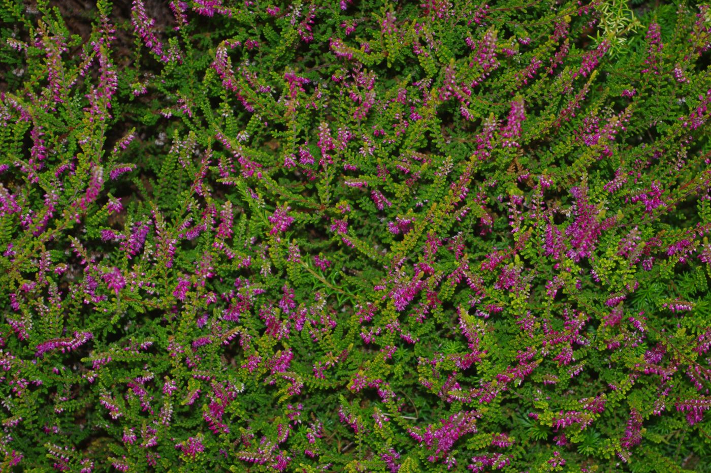 Calluna vulgaris 'Con Brio'