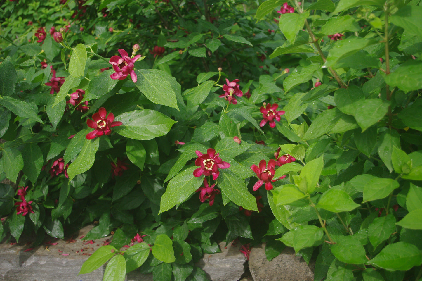 Calycanthus 'Aphrodite'